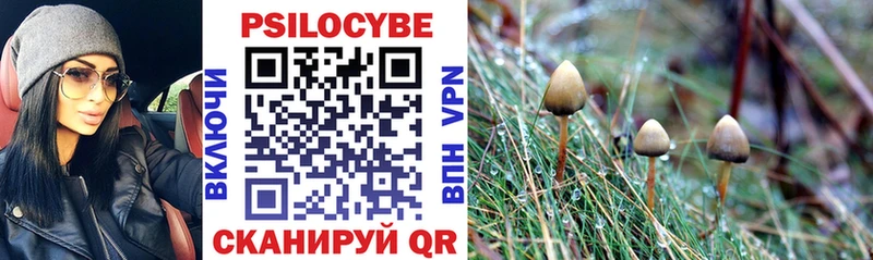 закладки  Гаврилов Посад  Псилоцибиновые грибы Psilocybine cubensis 